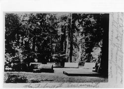 Seating among the redwoods