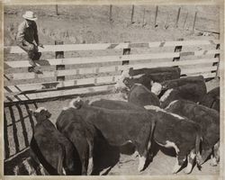 Wesley Jamison and steers, September 9, 1974