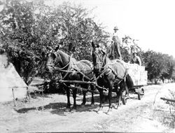 Horses pulling a wagon filled with boxes of prunes