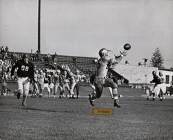 Pass reception during Petaluma Leghorn game against Santa Cruz