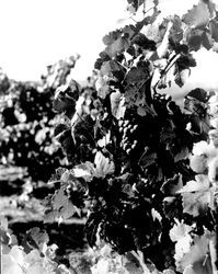 Grapes on the vine