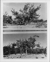 Golden Delicious apples at Burbank's Sebastopol, California farm, about 1920