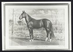 Portrait of the horse, Alfred G