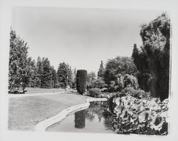 Creek through Juilliard Park, Santa Rosa, California, 1967