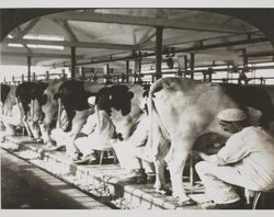 Milking cows by hand