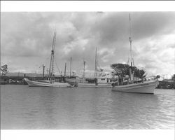 Boats in the Petaluma Turning Basin