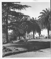 Workers digging in Hill Plaza Park, Petaluma, California, February, 1958