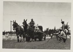 Horse pulling contest on Farmers' Day at the Sonoma County Fair, Santa Rosa, California, 1937