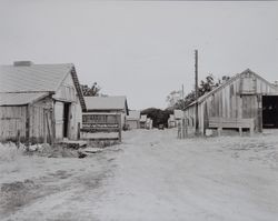 Chicken ranch near Petaluma, California, 1920s