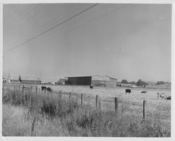 Dairy farm in Sonoma County