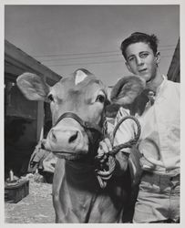 Charles Carinalli and dairy cow at the Sonoma County Fair, Santa Rosa, California, July 20, 1964