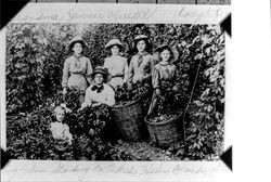 Women picking hops