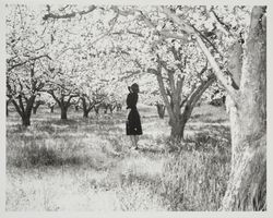 Apple orchard in full bloom