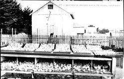 Brooder on chicken ranch, Petaluma, California in 1911