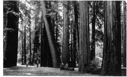 World famed Bohemian Grove big trees