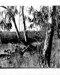 Eucalyptus trees at Annadel Farms, Santa Rosa, California, June 8, 1971