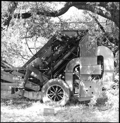 Florian F. Dauenhauer on Thys Portable Hop Harvester, California, 1968