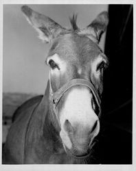 Close-up view of a donkey, Petaluma, California, about 1960