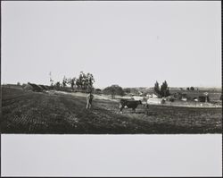 Farm scene in West Petaluma, California