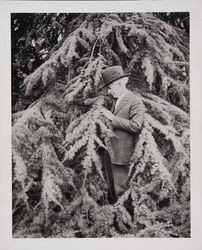 Luther Burbank and his beloved Cedar of Lebanon