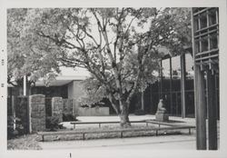 View of the trees in the library garden area