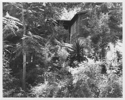 Unidentified hillside, board-and-batten sided house surrounded by redwoods and other vegetation, 1960s or 1970s