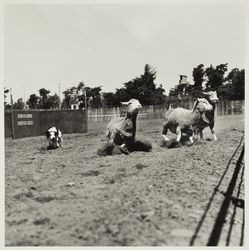 Sheep dog trials on Farmers' Day at the Sonoma County Fair, Santa Rosa, California