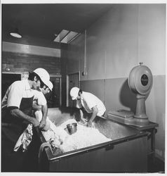 Cheese making at the Sonoma Cheese Factory, Sonoma, California, 1972