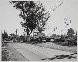 Frank's Corner fruit stand and grocery store, Sebastopol, about 1952