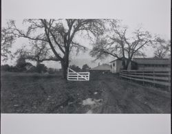 Entry to Jack W. Dei ranch, 831 High School Road, Sebastopol, California, about 1953