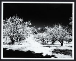 Apple orchard in bloom