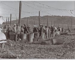 Hop pickers near Wohler Road, Healdsburg, California, in the 1920s