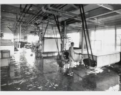 Unidentified man standing beside surface cooler and cream vats in Petaluma Cooperative Creamery, about 1925