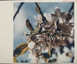 Apple blossom, Sebastopol, California, 1970