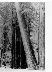 Famous leaning tree, Bohemian Grove, California