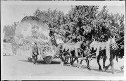 Sonoma float pulled by a team of horses in a Butter and Eggs Day Parade, Petaluma, California, about 1925