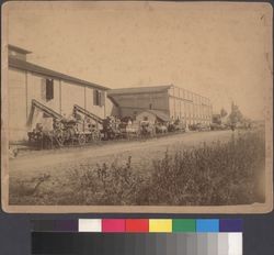 Horse-drawn freight wagons loading grapes onto conveyors on side of Isaac DeTurk Winery in Santa Rosa, California, in the 1890's