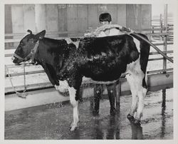 Tom T. Nunes and Holstein heifer at the Sonoma County Fair, Santa Rosa, California