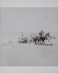 Harvest time on the Akers ranch in Schellville, California, photographed between 1890 and 1900