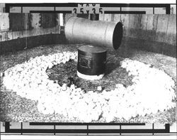 1700 chicks in brooder house, Petaluma, California