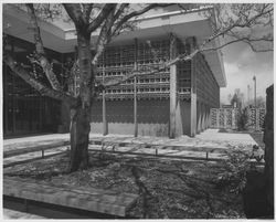 View of the library courtyard and redwood fence