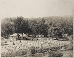 Farmhouse and orchard or vineyard in an unidentified location in Sonoma County, California, 1890s or early 1900s