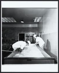 Cheese making at the Sonoma Cheese Factory, Sonoma, California, 1972