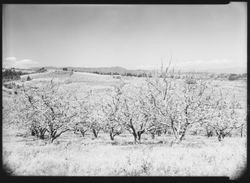 Apple orchards in bloom near Sebastopol