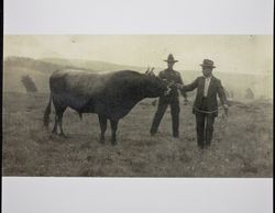 John Dei and bull, Valley Ford, California, 1927