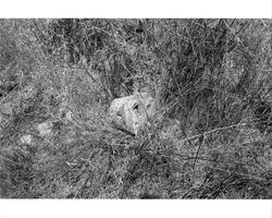 Remains of a foundation originally part of a barn located at 1480 Los Olivos Road, Santa Rosa, California, 1987