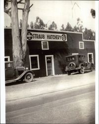 Straub Hatchery in Petaluma, California, about 1928