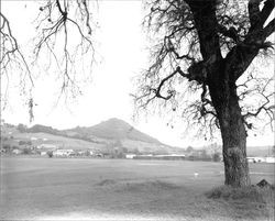 View of a Healdsburg neighborhood, Healdsburg, California, 1963