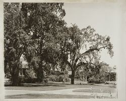 Strolling under the oaks at Santa Rosa Junior College