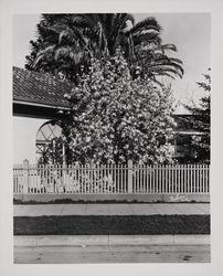 Tulip tree, Soulangiana alba